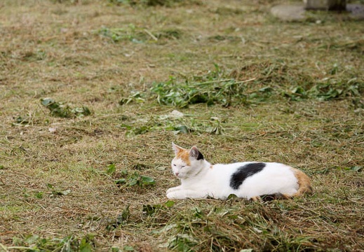 201010101229-DSC07089.jpg