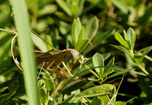 201010111007-DSC07387.jpg