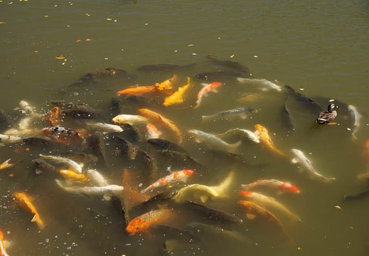 10.11 三ツ池公園