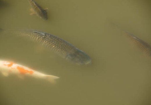 201010111037-DSC07396.jpg