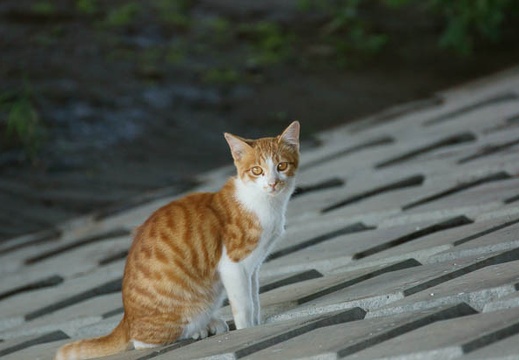 201010111426-DSC07630.jpg