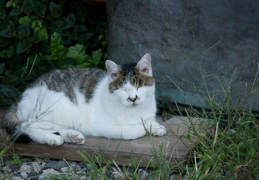 201010111444-DSC07657.jpg