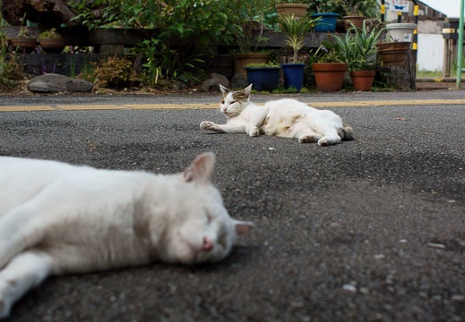 201010121215-DSC07760.jpg