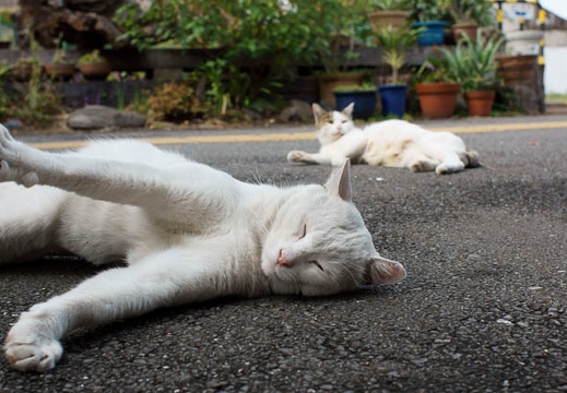 201010121215-DSC07762.jpg