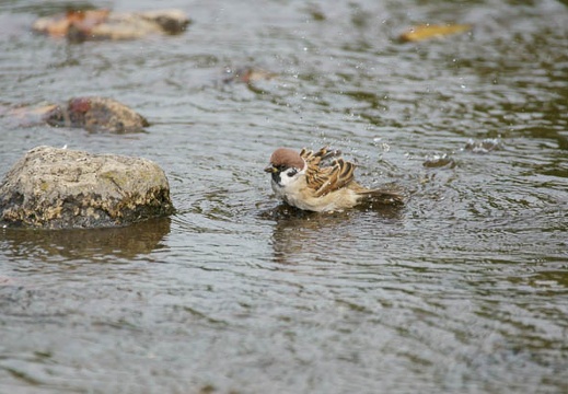 201010121324-DSC07963.jpg