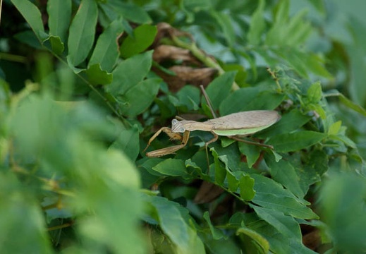 201010121442-DSC08055.jpg