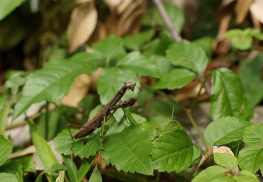 201010171306-DSC09327.jpg