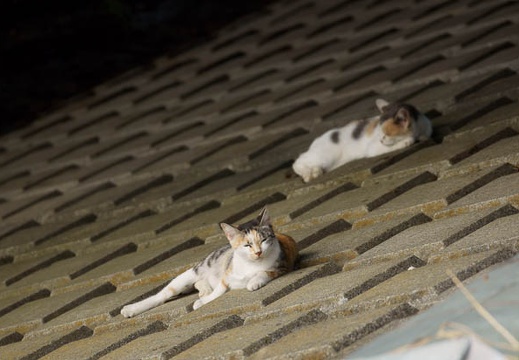 201010171407-DSC09396.jpg