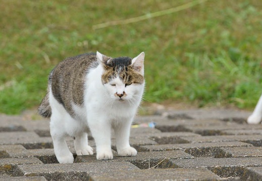 201010241313-DSC00713.jpg