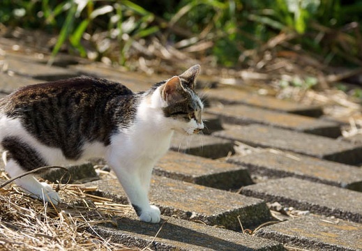 201011011348-DSC02617.jpg