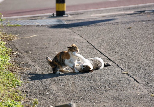 201011011409-DSC02690.jpg