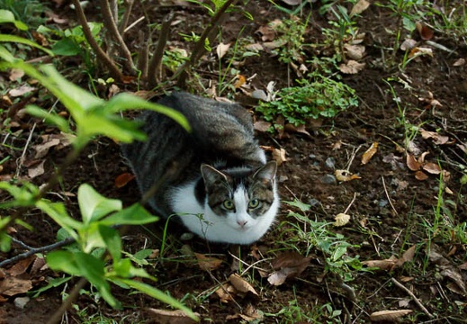 201011041642-DSC04219.jpg