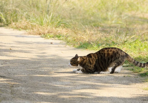 201011081120-DSC05332.jpg