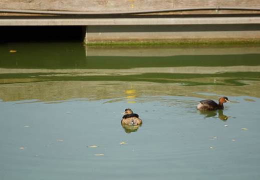 201011081317-DSC05627.jpg