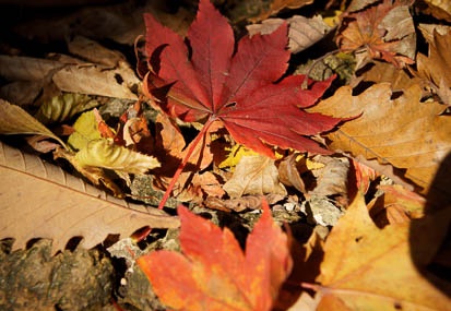 201011091115-DSC06096.jpg