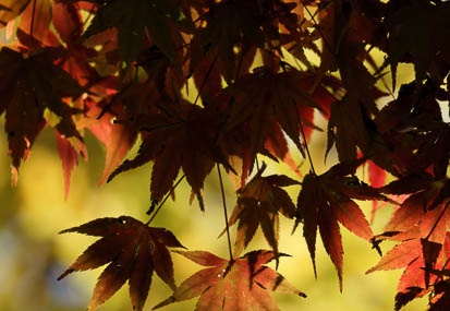 201011101305-DSC06791.jpg