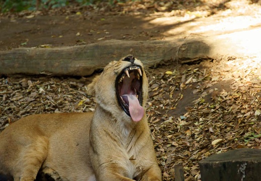201011101416-DSC06929.jpg