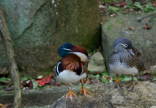 201011101425-DSC06953.jpg