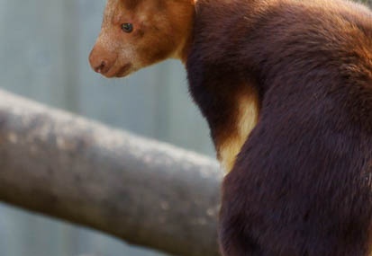 11.10 よこはま動物園ズーラシア