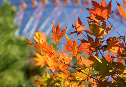 201011111013-DSC07169.jpg