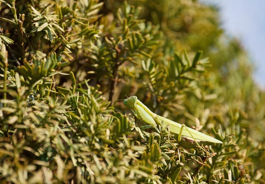 201011121340-DSC08288.jpg