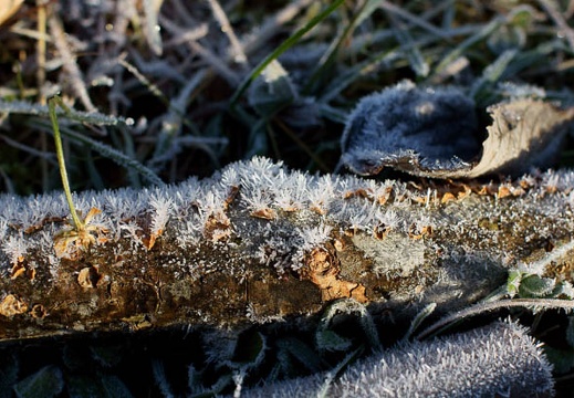 201011290755-DSC03729.jpg