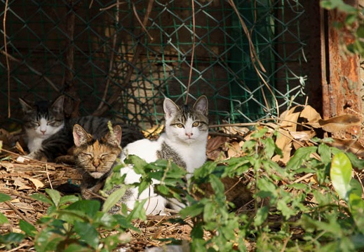 201011301132-DSC04517.jpg