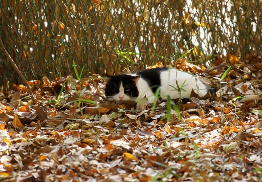 201011301140-DSC04556.jpg