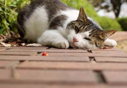 201011301336-DSC04790.jpg