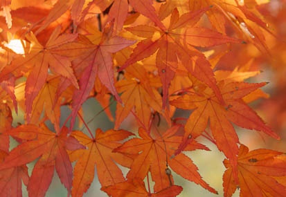 201011301430-DSC04884.jpg