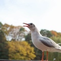 201012011423-DSC05336.jpg
