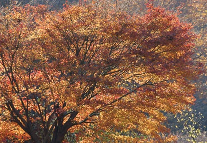 201012031408-DSC06114.jpg