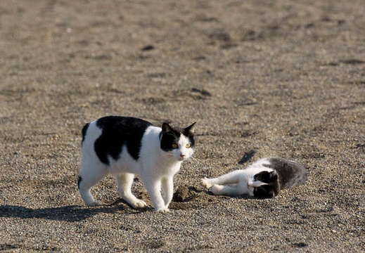201012051231-DSC07033.jpg
