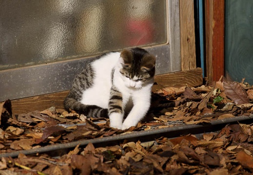 201012101129-DSC00591.jpg