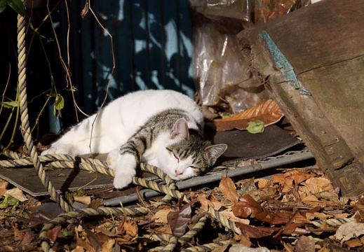 201012101134-DSC00611.jpg