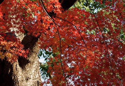 201012101330-DSC00751.jpg