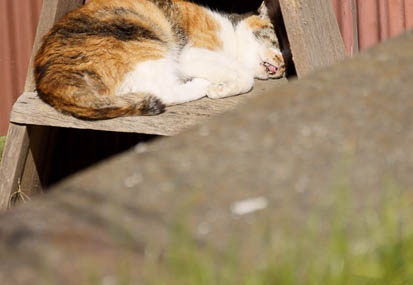 201012111100-DSC00906.jpg