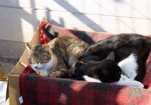 201012111124-DSC00932.jpg