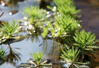 201012150949-DSC01335.jpg