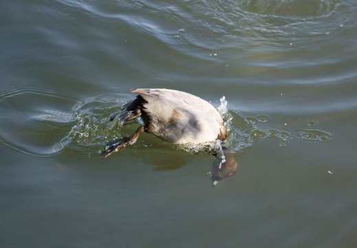 201012151055-DSC01446.jpg