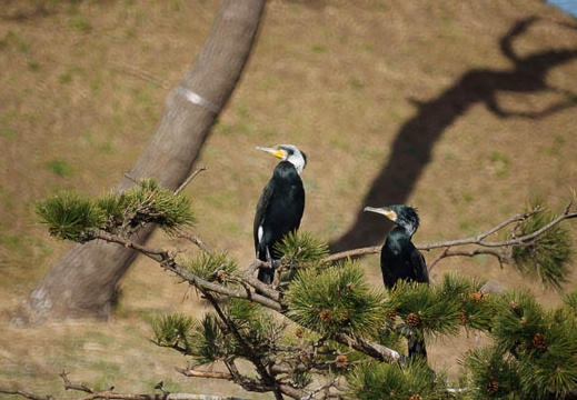 201012171054-DSC02070.jpg