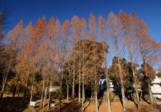 201012230836-DSC03174.jpg
