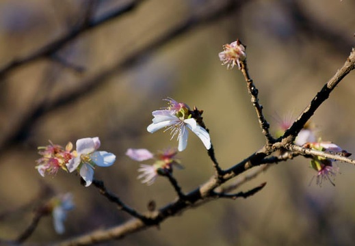201012230927-DSC03257.jpg