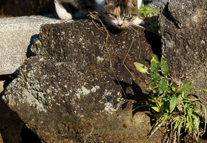 201012230945-DSC03301.jpg