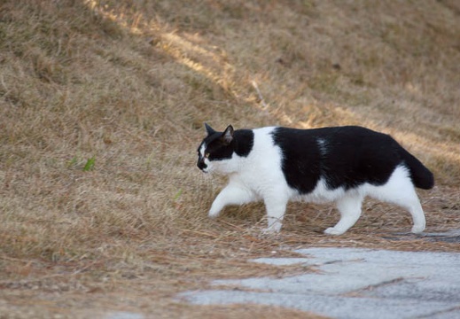 201012251210-DSC04119.jpg
