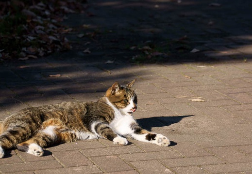 201012271233-DSC04261.jpg