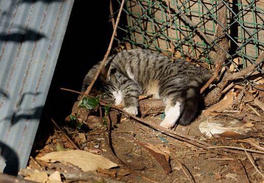 201012271302-DSC04319.jpg