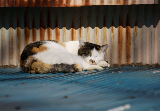 201012271307-DSC04338.jpg