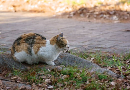 201012271310-DSC04342.jpg