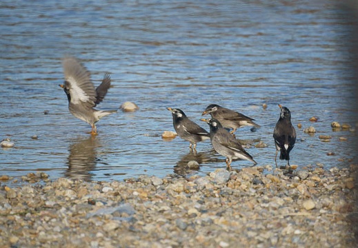201101031456-DSC05787.jpg